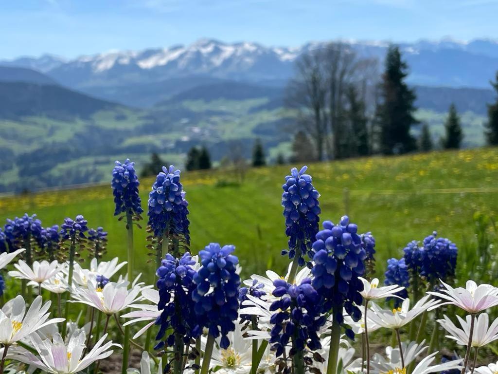 Fruehstueckspension Bilgeri Sulzberg  Luaran gambar